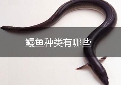 鳗鱼种类有哪些
