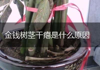 金钱树茎干瘪是什么原因