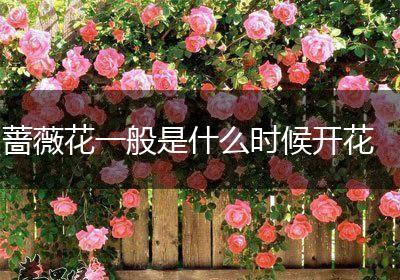 蔷薇花一般是什么时候开花