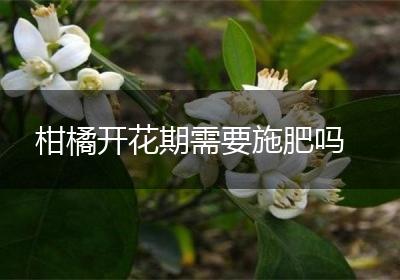 柑橘开花期需要施肥吗