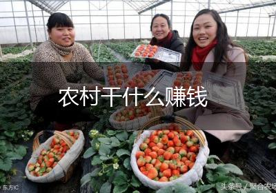 农村干什么赚钱