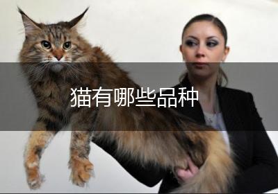 猫有哪些品种