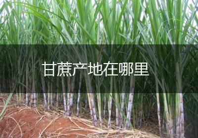 甘蔗产地在哪里