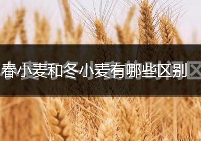 春小麦和冬小麦有哪些区别