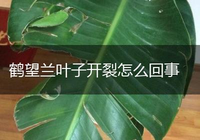鹤望兰叶子开裂怎么回事