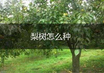 梨树怎么种