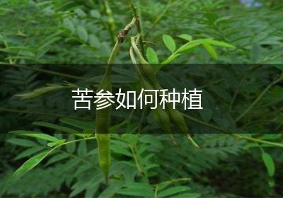 苦参如何种植