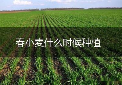 春小麦什么时候种植