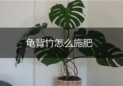 龟背竹怎么施肥