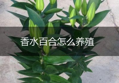 香水百合怎么养殖