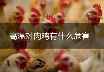 高温对肉鸡有什么危害