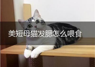 美短母猫发腮怎么喂食