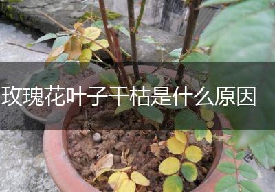 玫瑰花叶子干枯是什么原因