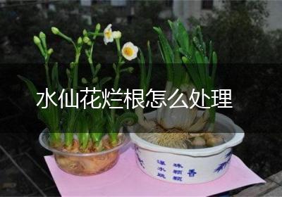 水仙花烂根怎么处理