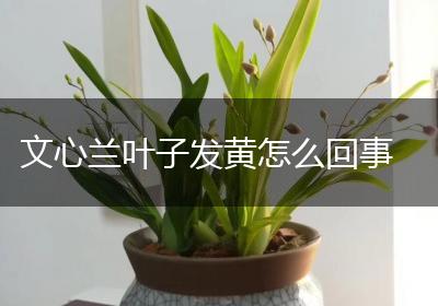 文心兰叶子发黄怎么回事