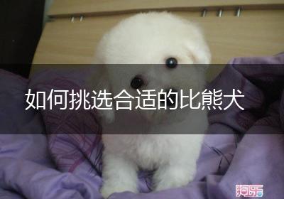 如何挑选合适的比熊犬