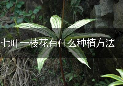 七叶一枝花有什么种植方法