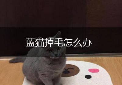 蓝猫掉毛怎么办