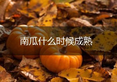 南瓜什么时候成熟