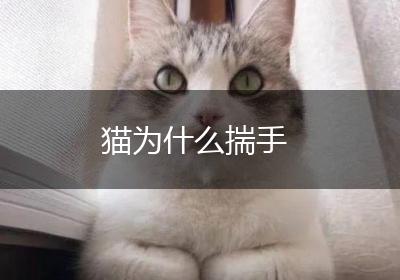 猫为什么揣手