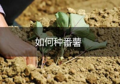 如何种番薯