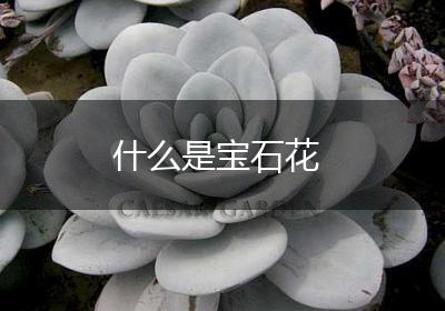 什么是宝石花