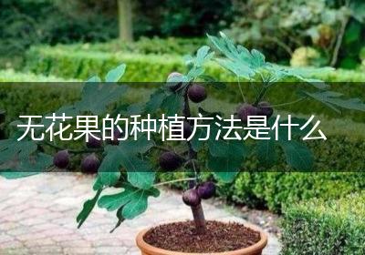 无花果的种植方法是什么