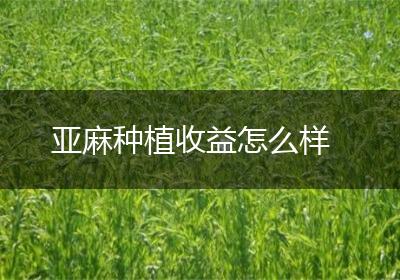 亚麻种植收益怎么样