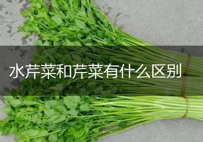 水芹菜和芹菜有什么区别