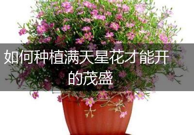 如何种植满天星花才能开的茂盛