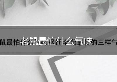 老鼠最怕什么气味