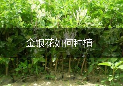 金银花如何种植