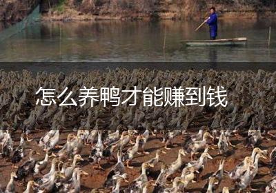 怎么养鸭才能赚到钱