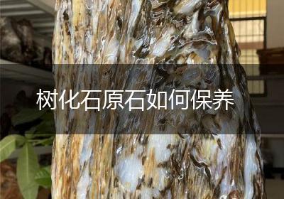 树化石原石如何保养