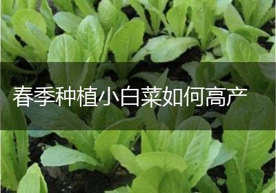 春季种植小白菜如何高产