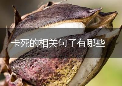 卡死的相关句子有哪些