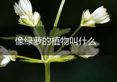 像绿萝的植物叫什么