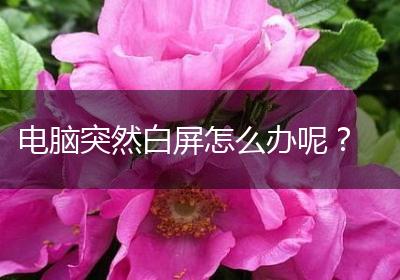 电脑突然白屏怎么办呢？