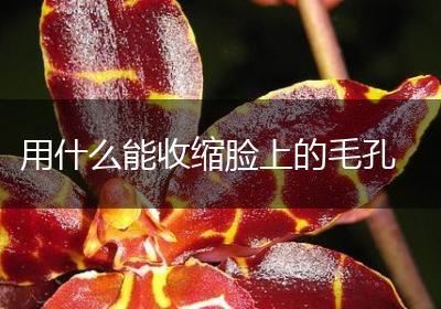 用什么能收缩脸上的毛孔