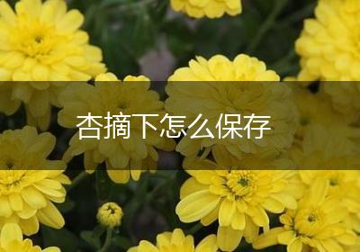 杏摘下怎么保存