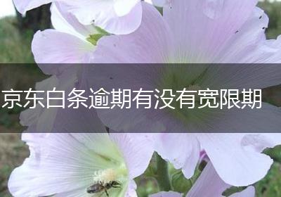 京东白条逾期有没有宽限期