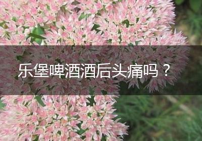 乐堡啤酒酒后头痛吗？