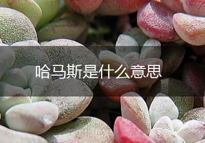 哈马斯是什么意思