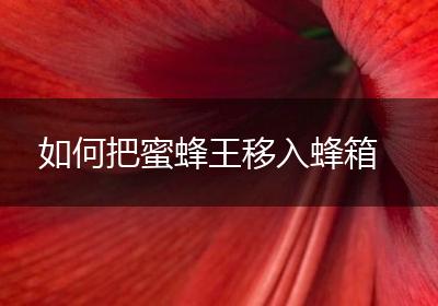 如何把蜜蜂王移入蜂箱