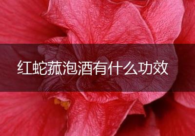 红蛇菰泡酒有什么功效