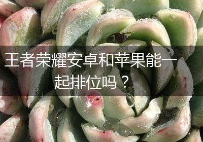 王者荣耀安卓和苹果能一起排位吗？