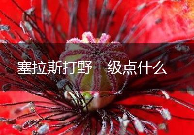 塞拉斯打野一级点什么
