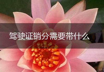 驾驶证销分需要带什么