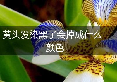 黄头发染黑了会掉成什么颜色