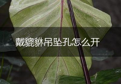 戴貔貅吊坠孔怎么开
